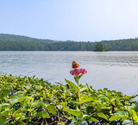 Todd Lake